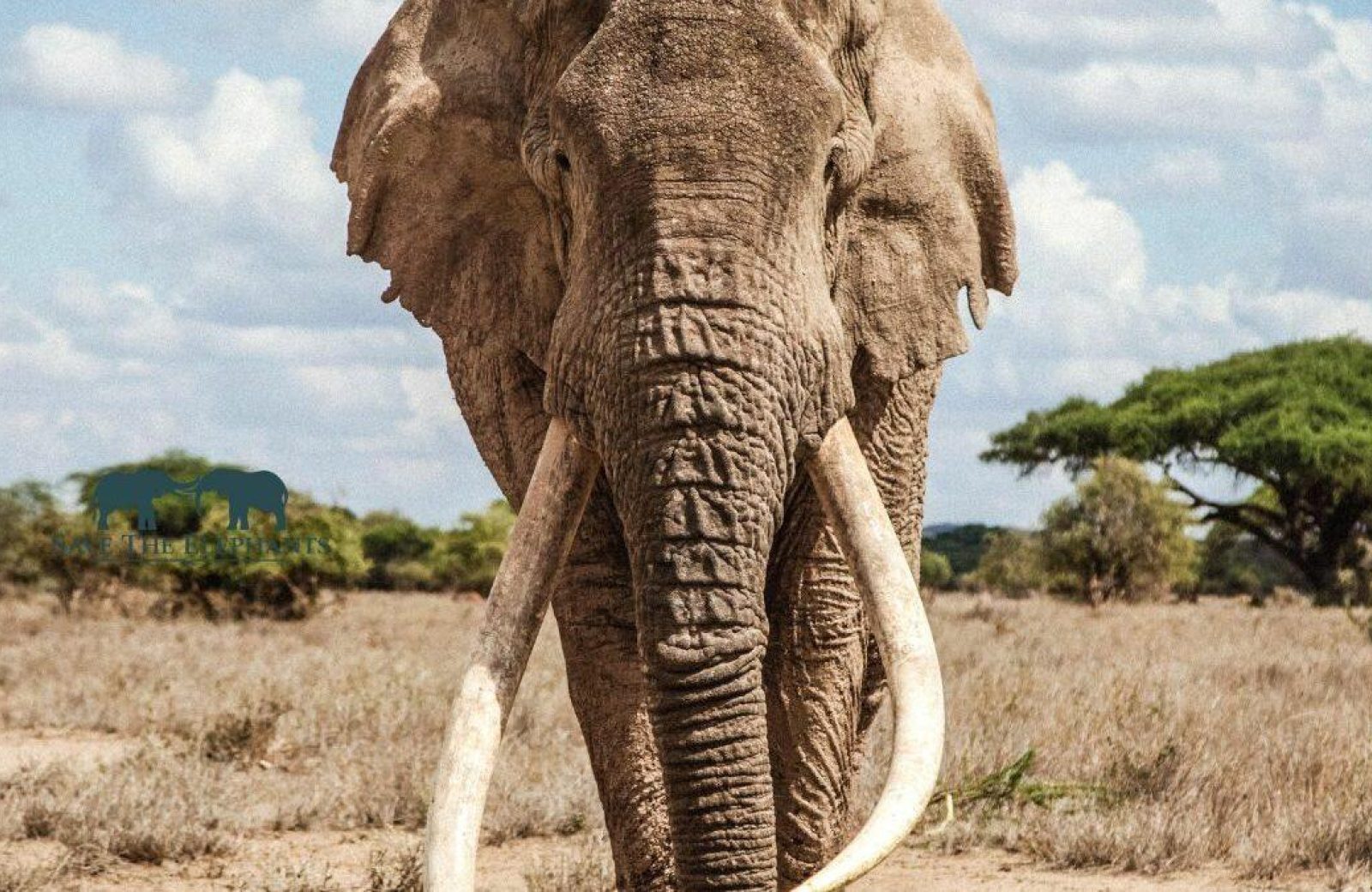 Saba Douglas Hamilton: The Elephant Footprint